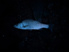 フッコ（マルスズキ）の釣果