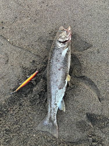 アメマスの釣果