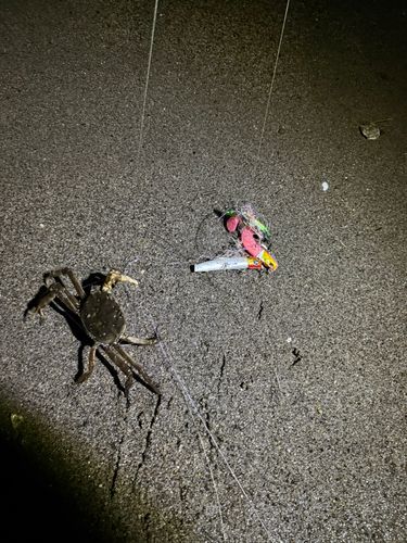モクズガニの釣果