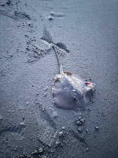 アカエイの釣果