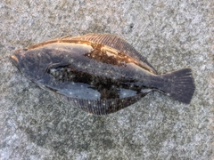 ヒラメの釣果