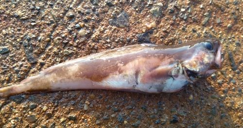 エゾイソアイナメの釣果