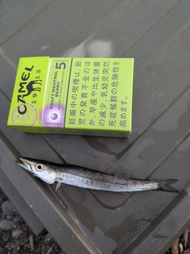 カマスの釣果