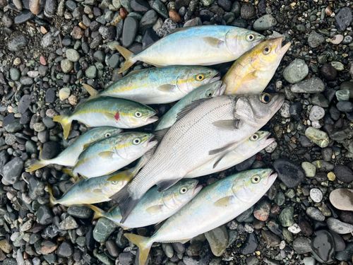 ワカシの釣果