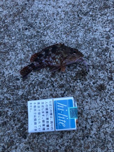 カサゴの釣果
