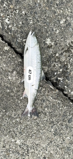サクラマスの釣果
