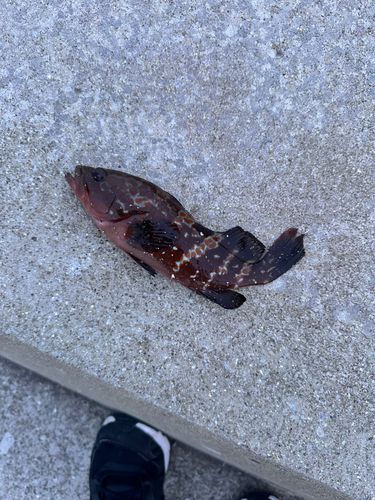 アコウの釣果