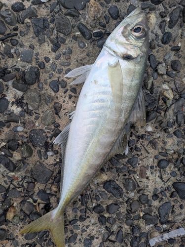 マアジの釣果