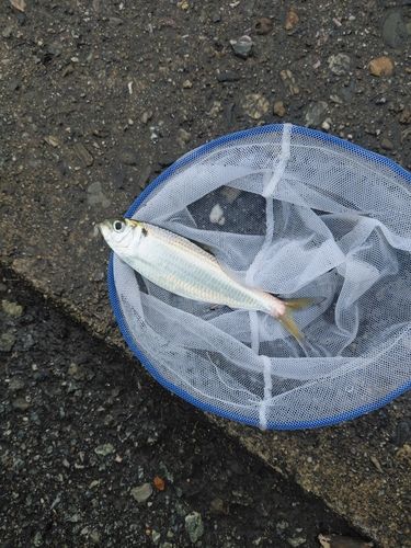 ママカリの釣果