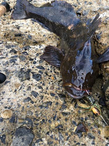 アイナメの釣果