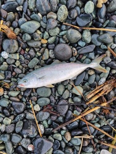 ワカシの釣果