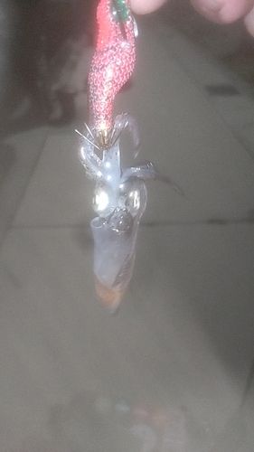 ヒイカの釣果