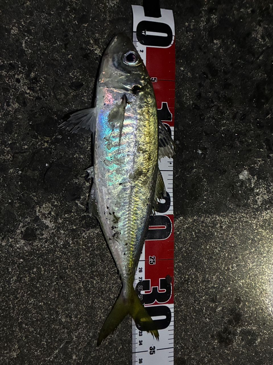 SHIMANO 21ソアレXR S64UL+-Sの最安値・インプレ・釣果 | 本音の口コミ