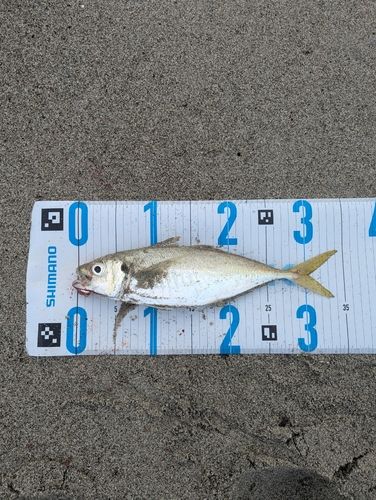 マアジの釣果