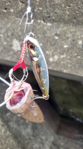 エソの釣果