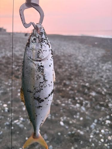 ワカシの釣果