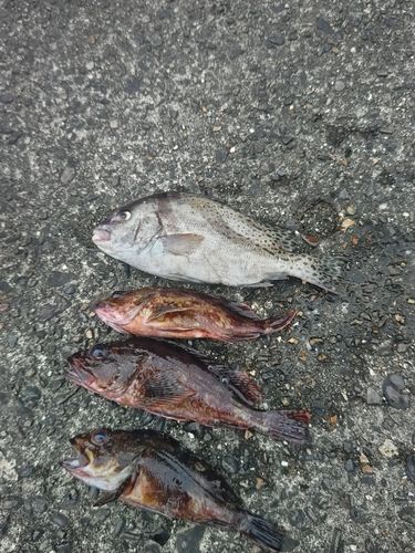 コショウダイの釣果