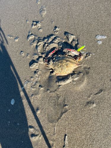 ガザミの釣果