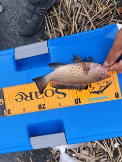 オオモンハタの釣果
