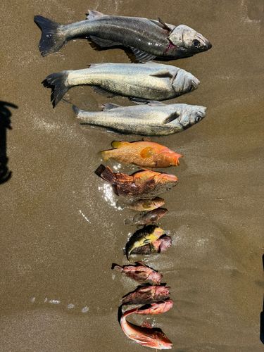 シーバスの釣果