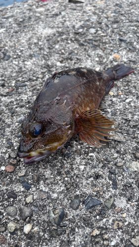 カサゴの釣果