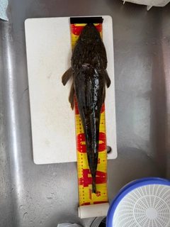 マゴチの釣果
