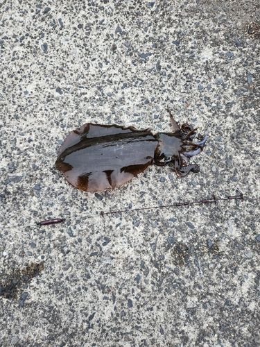 ミズイカの釣果
