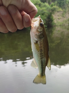 ラージマウスバスの釣果