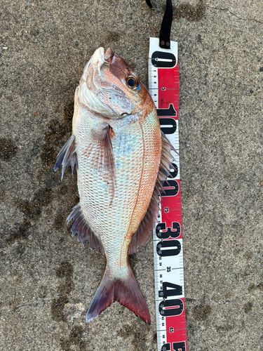 釣果