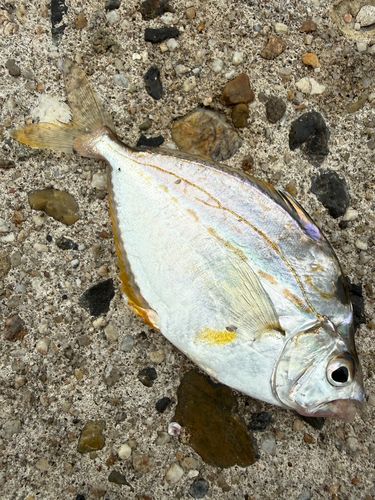 ヒイラギの釣果