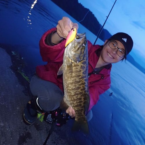 スモールマウスバスの釣果