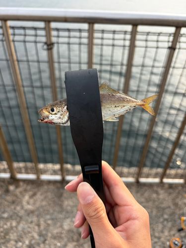 マアジの釣果