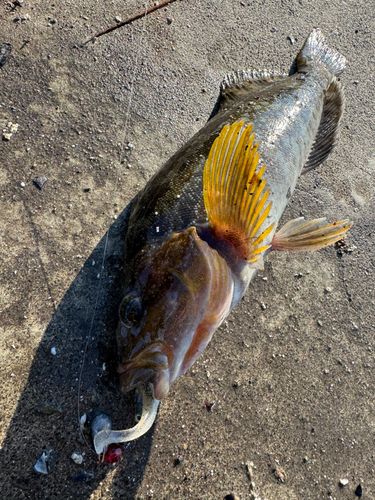 アイナメの釣果
