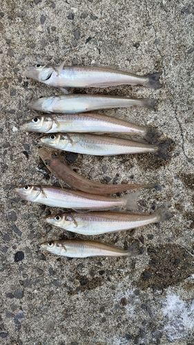 シロギスの釣果