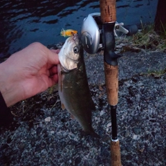 ウグイの釣果