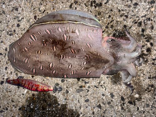 モンゴウイカの釣果