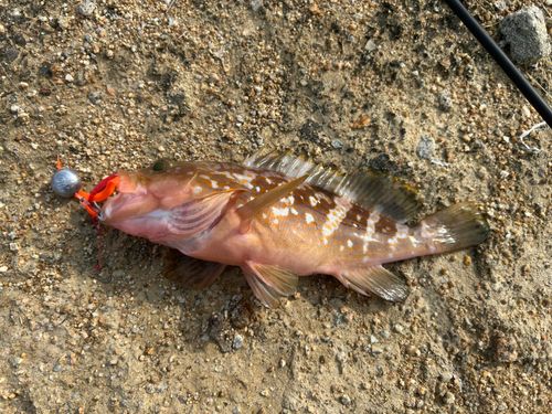 釣果