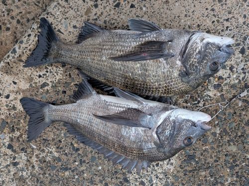 チヌの釣果