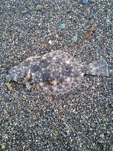 ソゲの釣果