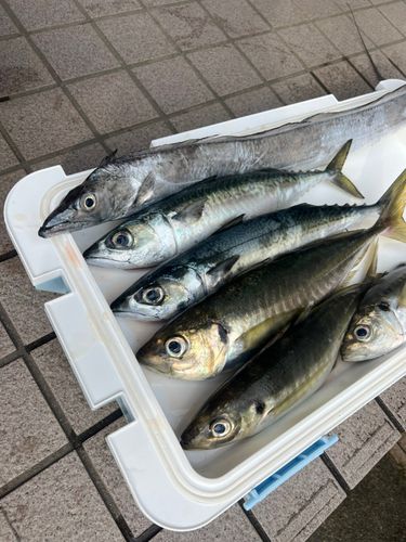 タチウオの釣果