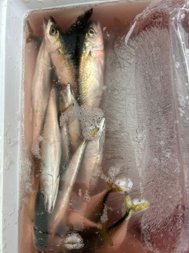 サバの釣果