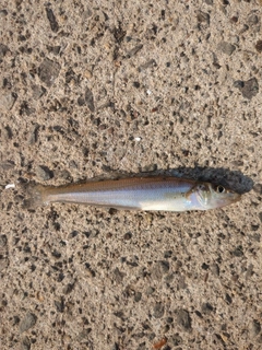 シロギスの釣果