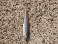 シロギスの釣果