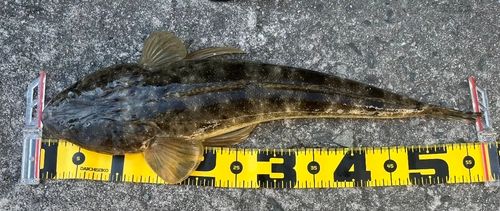 マゴチの釣果