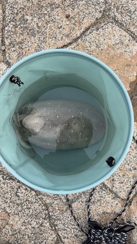 コウイカの釣果