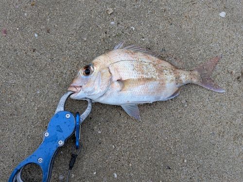 タイの釣果