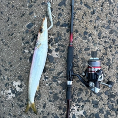 アカカマスの釣果