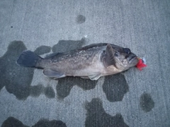 マゾイの釣果