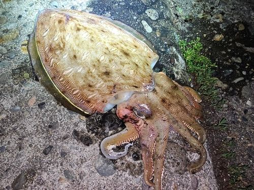 モンゴウイカの釣果