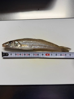 シロギスの釣果